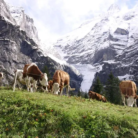 Firstsunne جريندلوالد