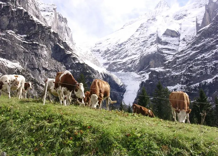 Firstsunne Гриндельвальд